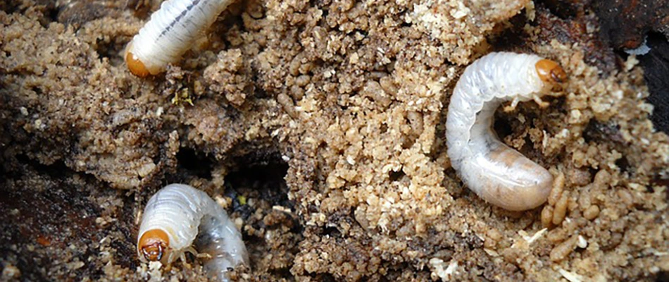 Grubs crawling along soil and sand near Bartlett, TN.