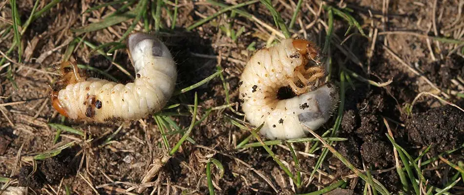 Grubs found in a lawn near Arlington, TN.