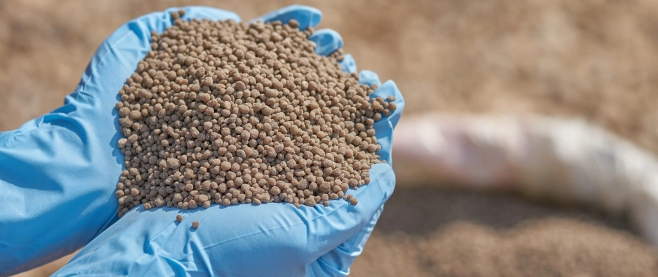 Handful of granular phosphorus pellets for fertilizer treatment in Midtown Memphis, TN.