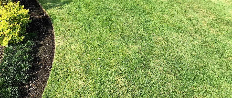 A healthy lawn growing on a property in Oakland, TN.