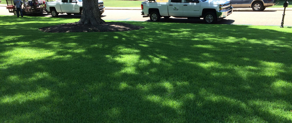 A serviced lawn in Cordova, TN.