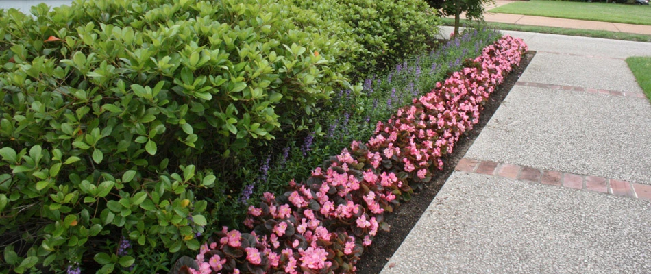 Healthy plants in a landscape bed in Cooper-Young, TN.