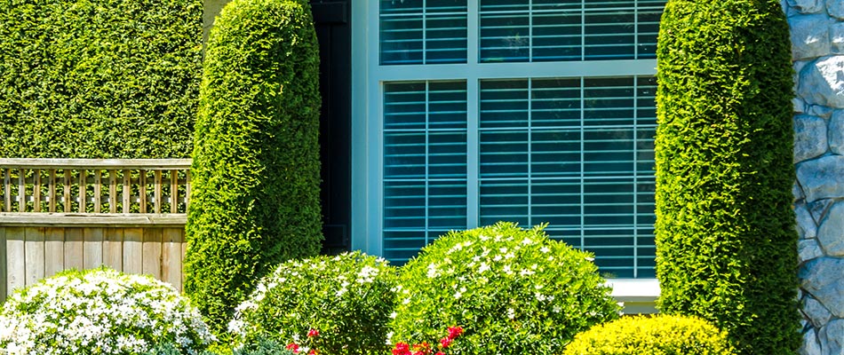 Healthy shrubs near High Point Terrace, Memphis, TN.