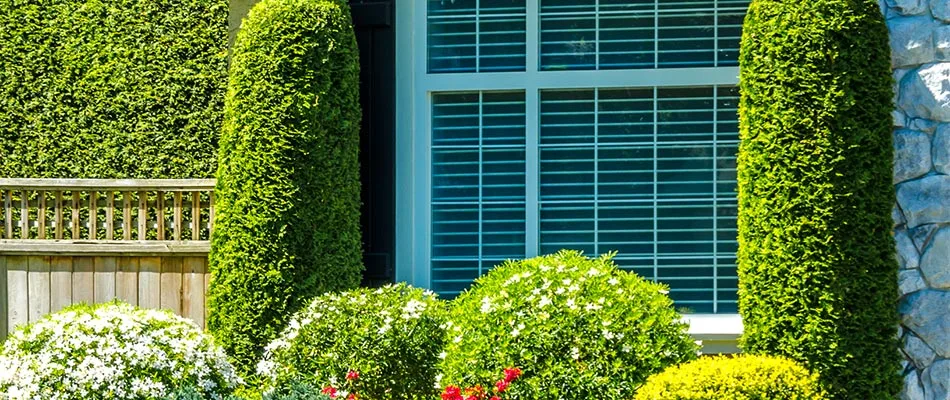 Healthy shrubs near High Point Terrace, Memphis, TN.