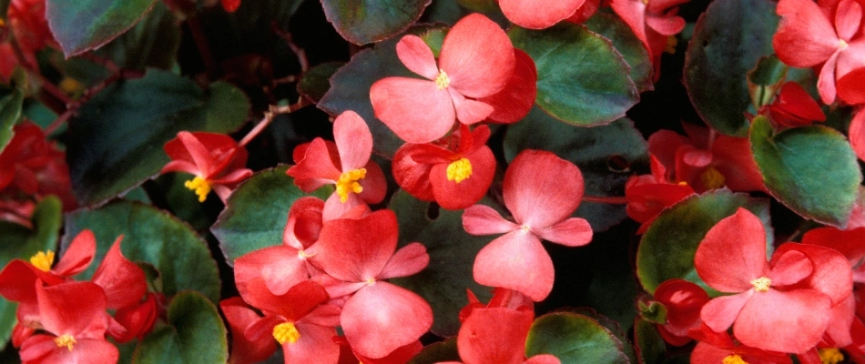 Impatiens blooming in landscape bed in Lakeland, TN.