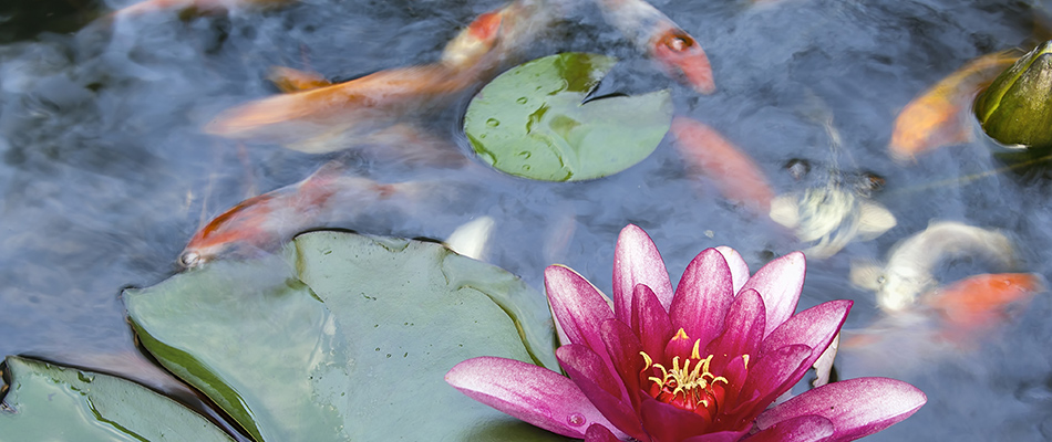 Koi pond installed for landscape in Memphis, TN.