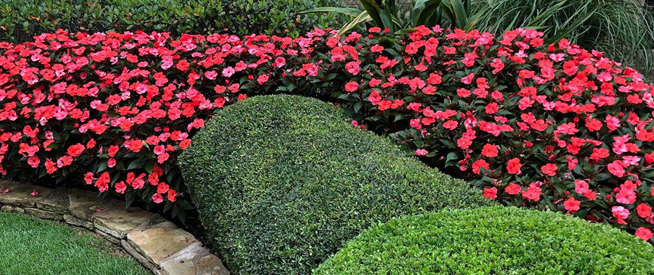 Landscape bed renovation near Arlington, TN.