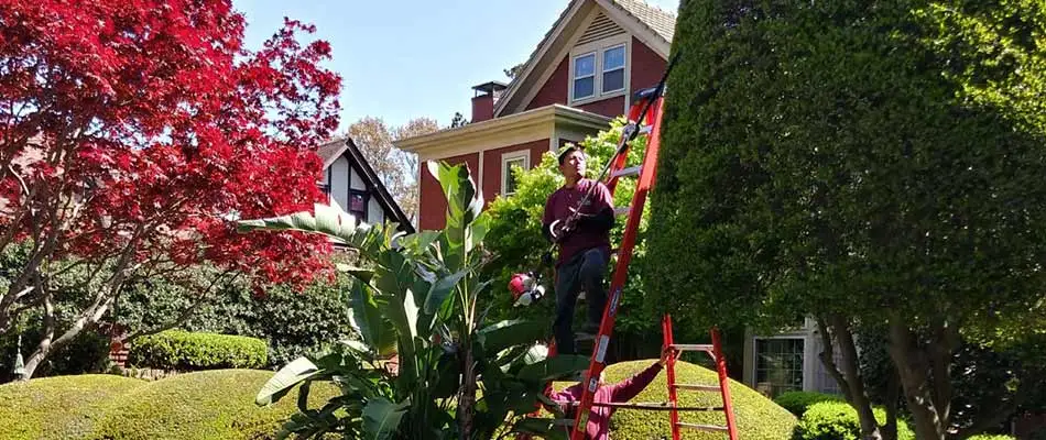 Landscape trimming a large bush at a home in East Memphis, TN.