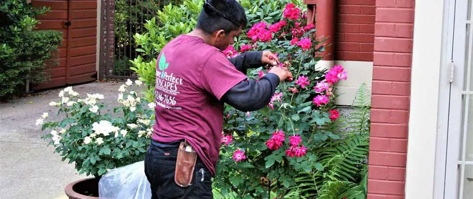 Landscape worker trimming bushes at a home in Collierville, TN.