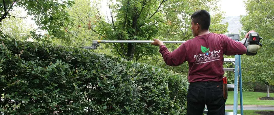 Landscape worker in Arlington, TN trimming tall hedges during a fall cleanup service.