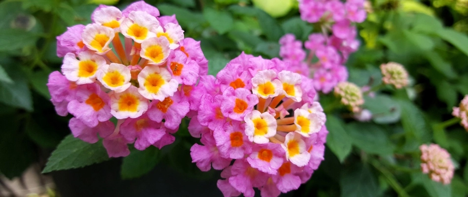 Lantana flowers blooming in landscape bed in Germantown, TN.