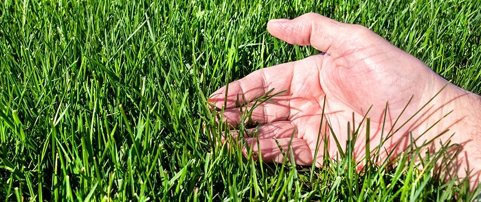 Lawn care professional assessing the health of grass by feeling it with his hand near Central Gardens, TN.
