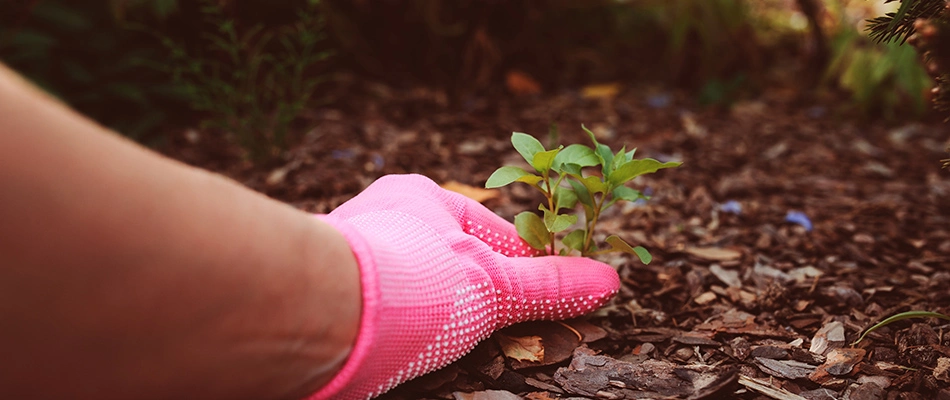 Lawn professional hand pulling weeds out of a mulched landscape bed near Lakeland, TN.