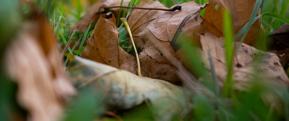 Leaves blocking sun from grass in Arlington, TN.