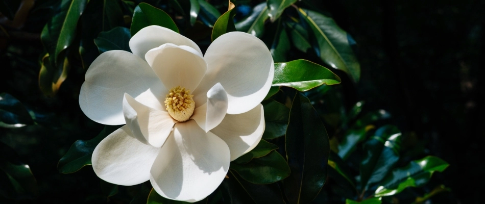 Magnolia tree blooming in lawn in Memphis, TN.