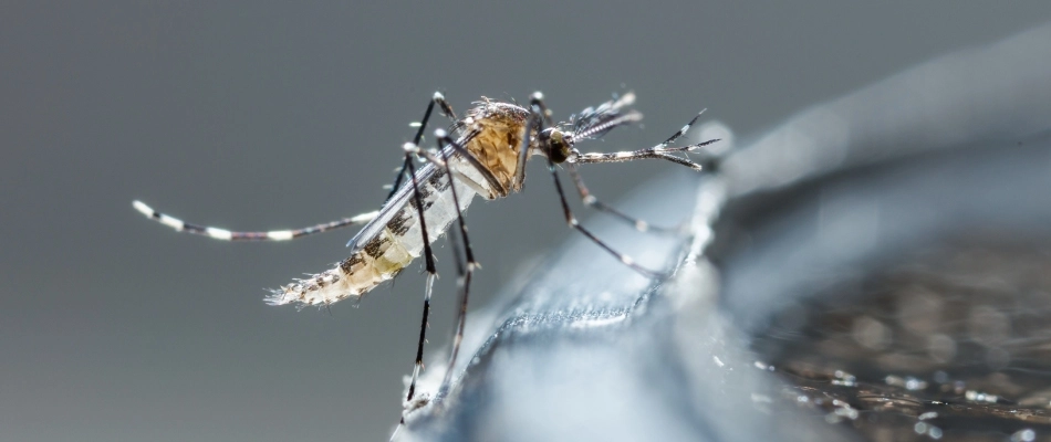 Mosquito found in bird bath with water left in property in Lakeland, TN.