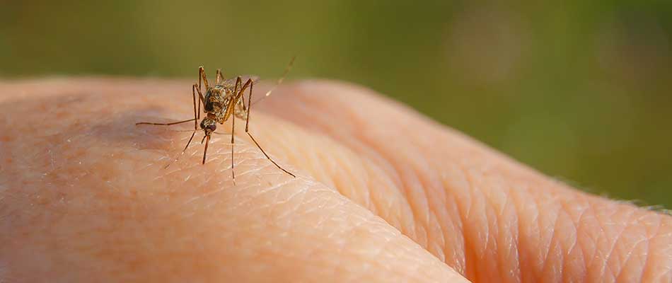 Mosquito lit on a human hand near Lakeland, TN.
