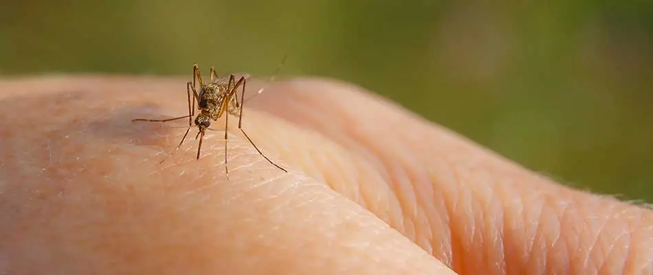 Mosquito lit on a human hand near Lakeland, TN.