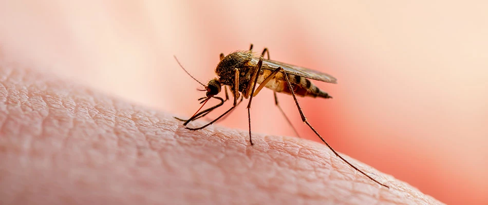 Close up of a mosquito on a finger in Downtown Memphis, TN.