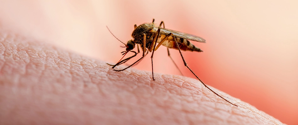 A mosquito on a customer's hand in Collierville, TN.