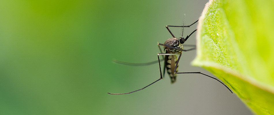 Close up of a mosquito on a leaf in Bartlett, TN.