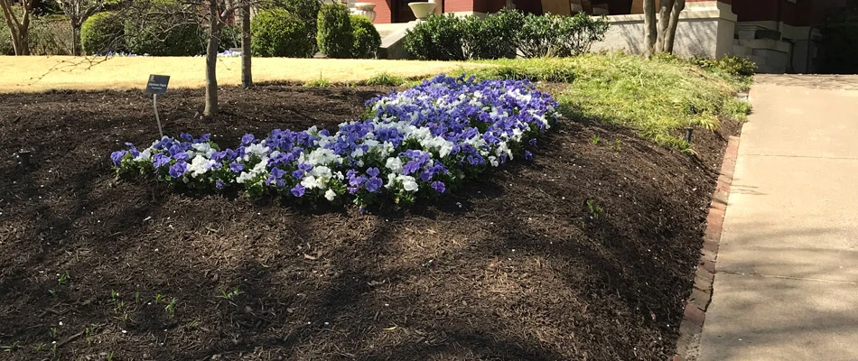 Mulch ground covering installed for a landscape bed with plantings in Memphis, TN.