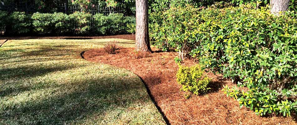 Pine needle mulch installed at a home in Memphis, TN.