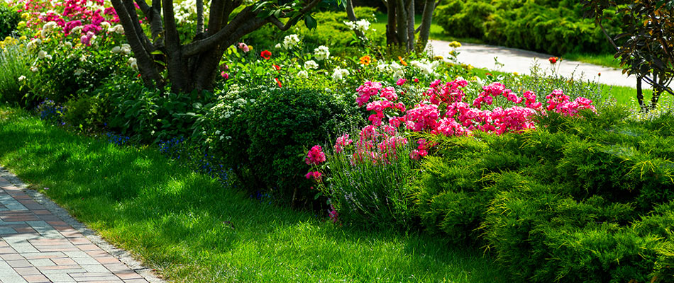 Neatly trimmed grass and healthy landscape plants near Bartlett, TN.