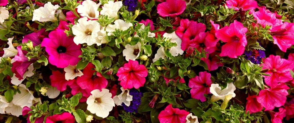 Petunia flowers installed for landscape bed in Piperton, TN.