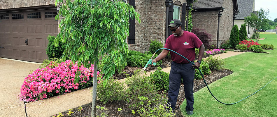 Professional from Picture Perfect spraying shrubs for a customer in Oakland, TN.