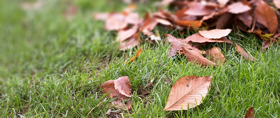 A pile of leaves in need of raking in Arlington, TN.