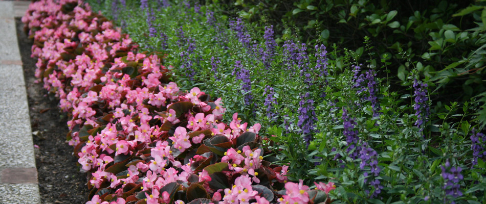 Plantings installed in a landscape bed beside walkway in Sea Isle Park, TN.