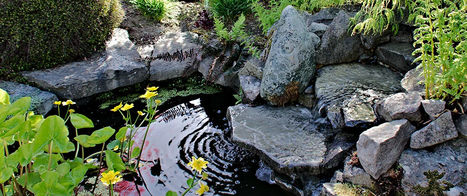 Pond with water plants in Arlington, TN.