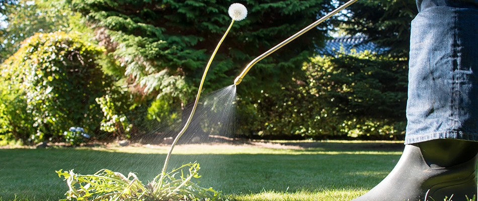 Professional applying post-emergent treatment to dandelion in lawn in East Memphis, TN.