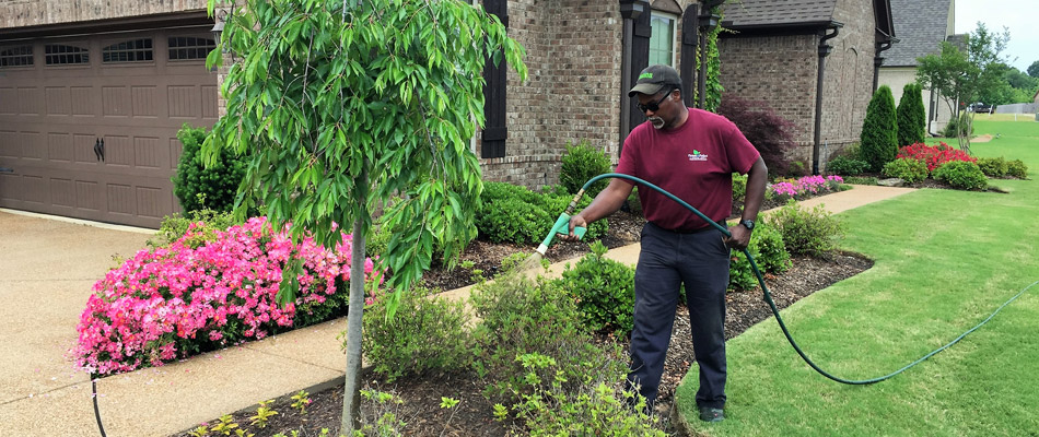 Professional spraying treatment to landscape bed in Cooper-Young, TN.