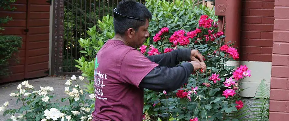 Pruning rose bushes at a home in East Memphis, TN.