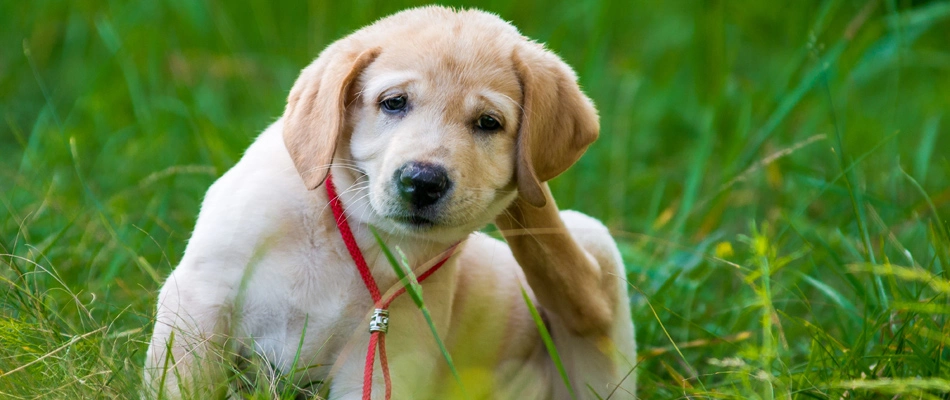 Puppy in a lawn scratching from fleas in Germantown, TN.