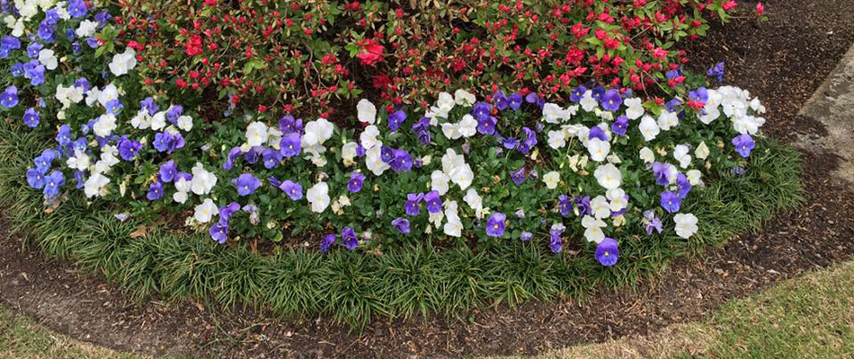 A landscape bed of purple and white flowers on a property in Downtown Memphis, TN.
