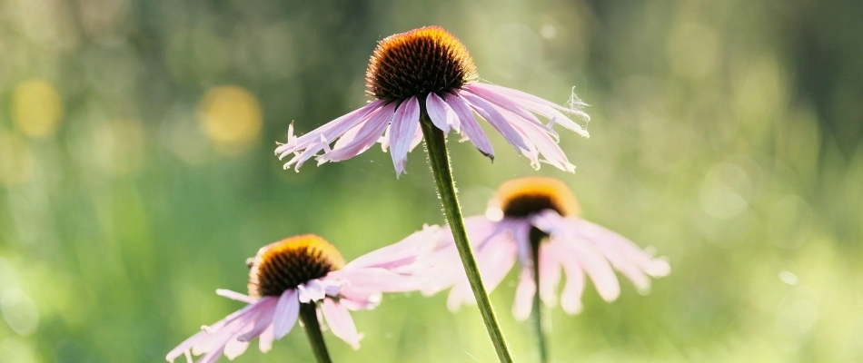 Purple coneflower blooming in landscape in Memphis, TN.