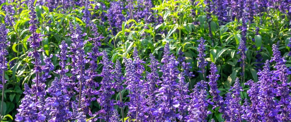 Salvia blooming in landscape bed in Bartlett, TN.