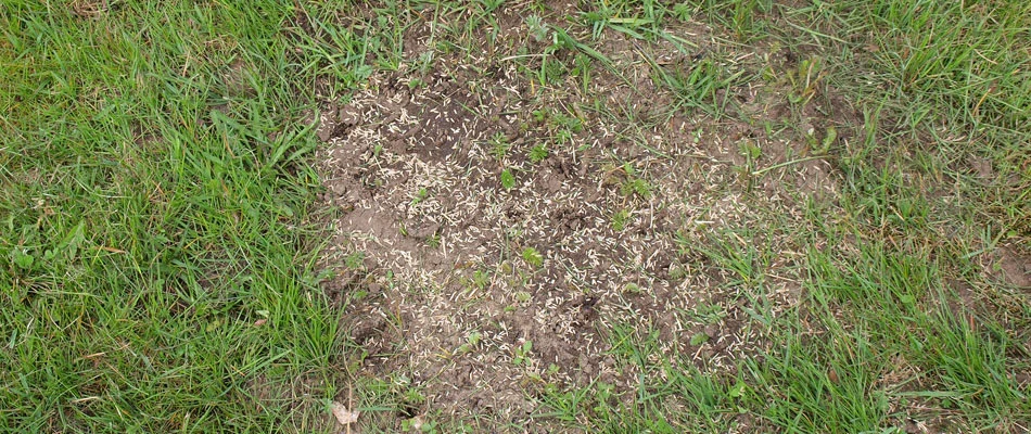 Seeds applied to a patchy are in a lawn in Bartlett, TN.