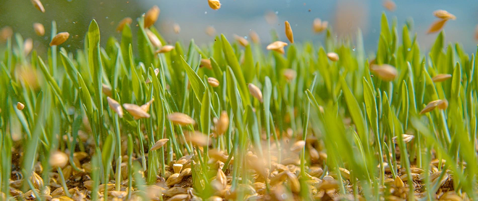 Seeds being poured over aerated lawn in Germantown, TN.