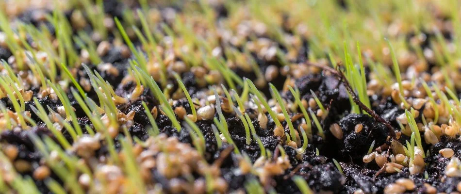 Seeds on soil after overseeding on a property in Memphis, TN.
