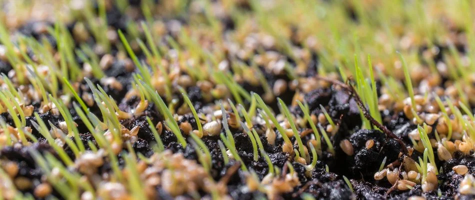 Seeds on a lawn after overseeding on a property in Memphis, TN.