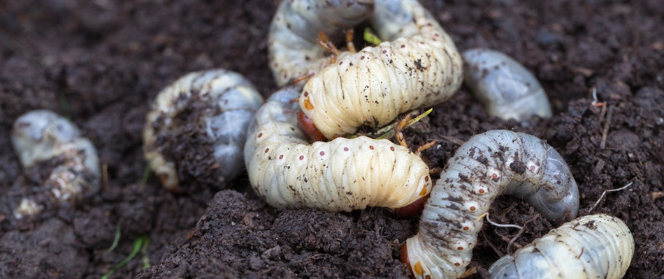 Pile of grubs in a hole of soil in Bartlett, TN.