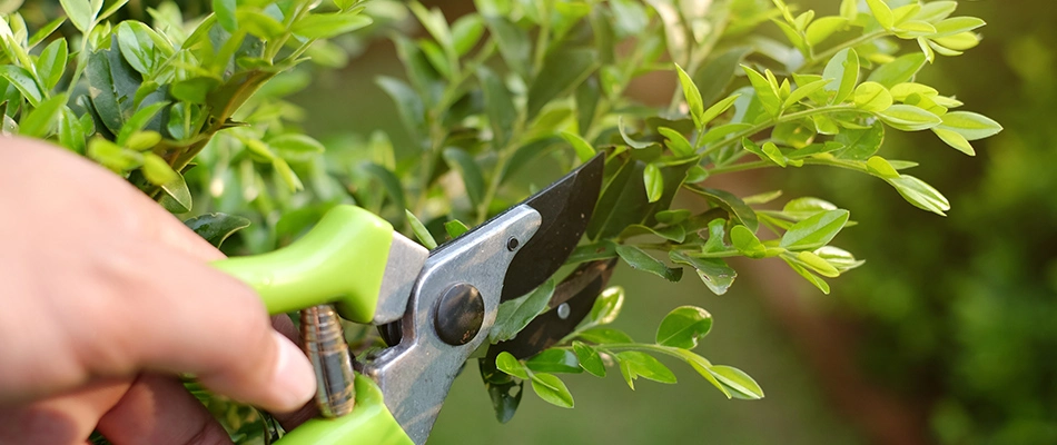 Shrub being pruned by a professional in Oakland, TN.