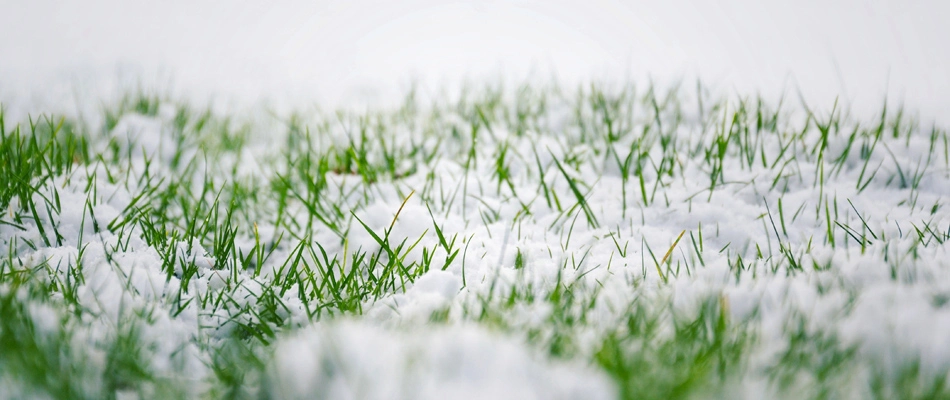 Snow in lawn in Germantown, TN.