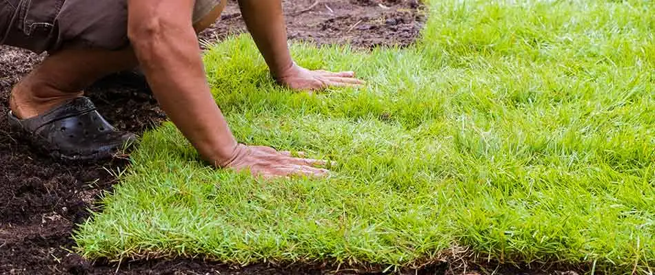 Sod being pressed into lawn for installation in Collierville, TN.