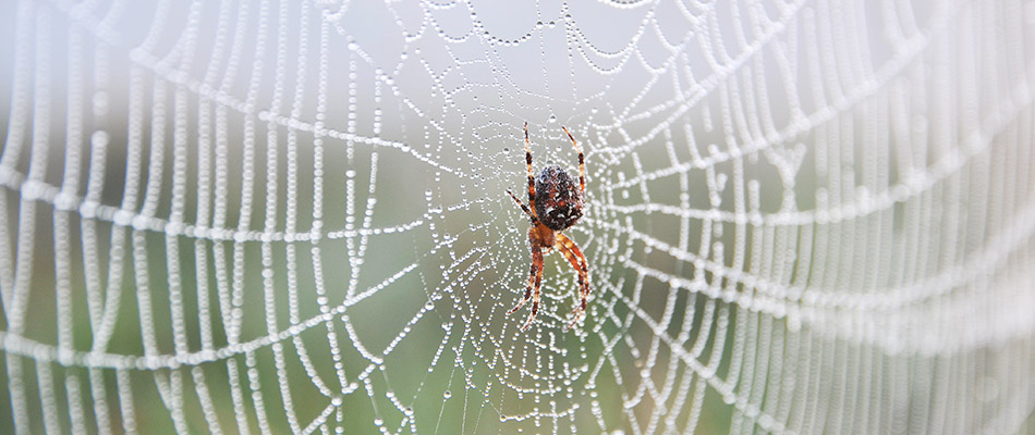 A spider on a web by a home in East Memphis, TN.