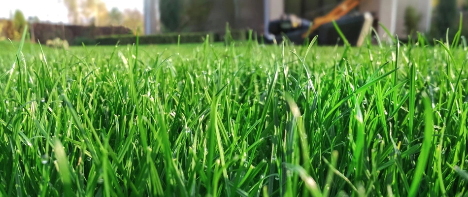 Strong grass blades in a lawn with mower in the background in Piperton, TN.